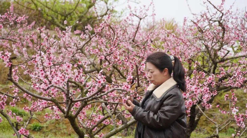 游人们或驻足花下沉醉于沁人心脾的花香尽享春日的温暖与惬意，或举起手中的手机，相机与娇艳的桃花合影留念定格下这美好的瞬间。