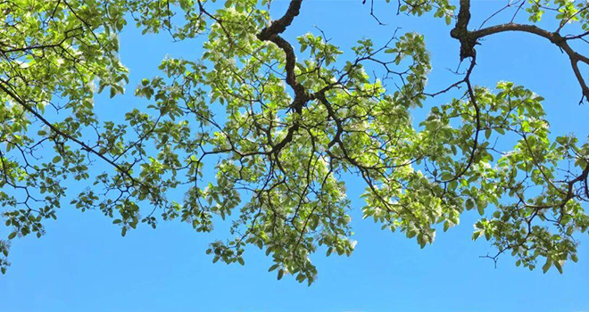 绝美“四月雪”！清明福州城内外百年流苏开放！