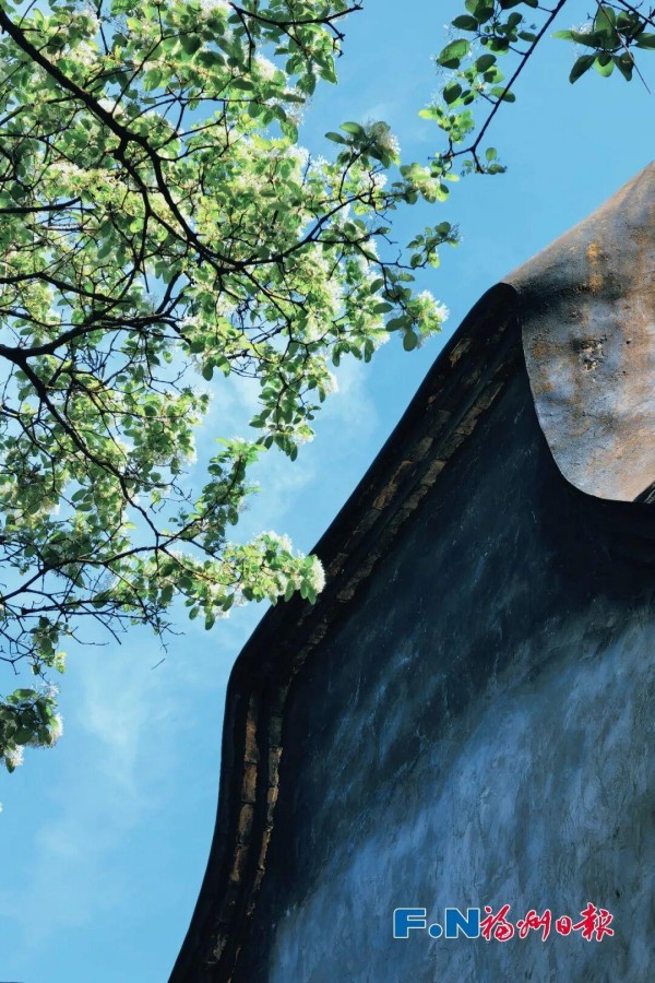 在沈葆桢故居内，如约绽放的百年流苏如雪覆枝，送来沁人心脾的芳香。记者 包华 摄