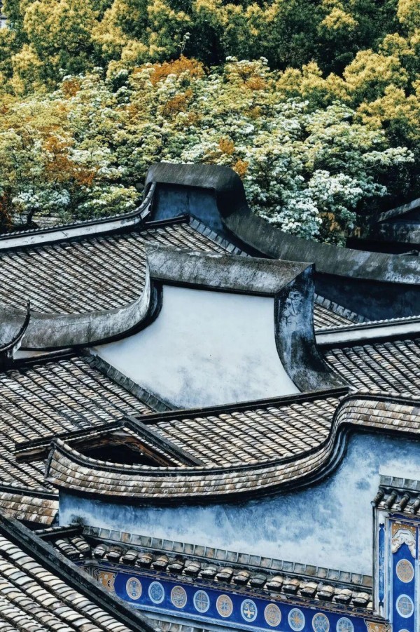 在沈葆桢故居内，如约绽放的百年流苏如雪覆枝，送来沁人心脾的芳香。记者 包华 摄