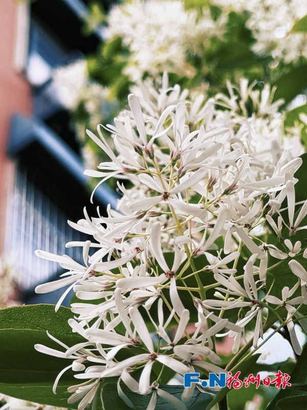 福州十六中的百年流苏正式步入盛花期。记者 包华 摄