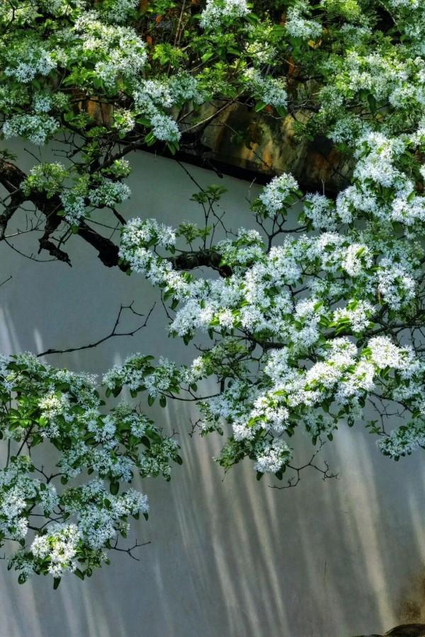 宫巷的这株百年流苏位于古厝花厅处，相传为沈葆桢手植。