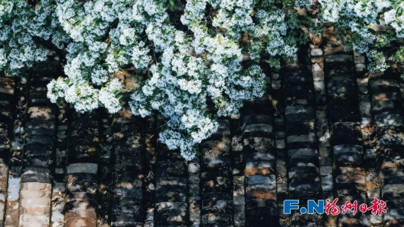 宫巷的这株百年流苏位于古厝花厅处，相传为沈葆桢手植。