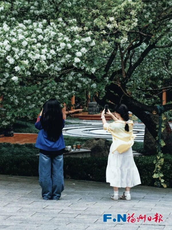 在仓山区烟台山的福州十六中校园内，雪白的流苏花已挂满枝头，不少师生在树下合影留念。记者 包华 摄