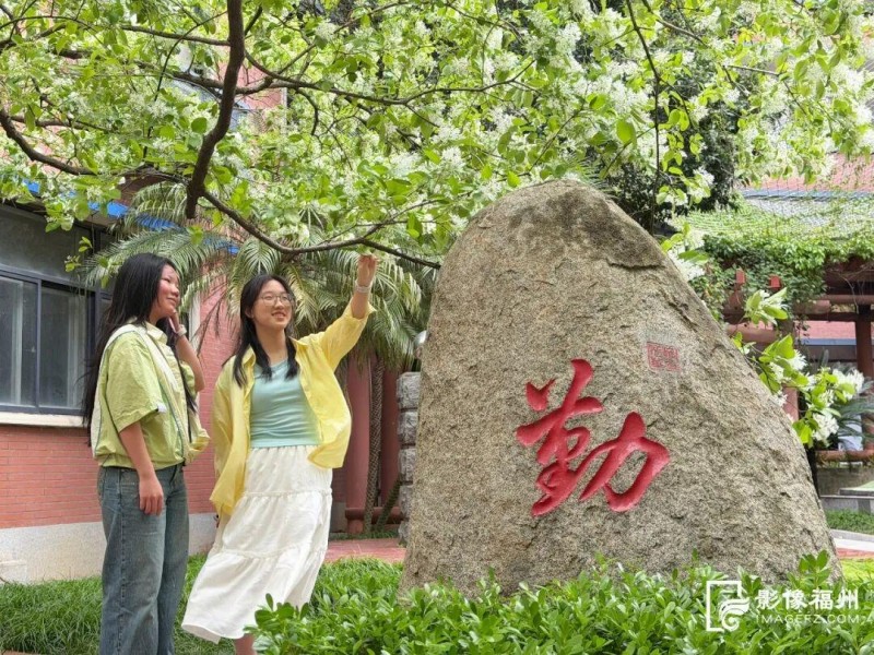 福州十六中校园内的百年流苏进入盛花期。记者 包华 摄