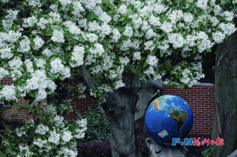 这棵流苏树树龄超过百年，伴着莘莘学子度过了一段段青春岁月。记者 包华 摄