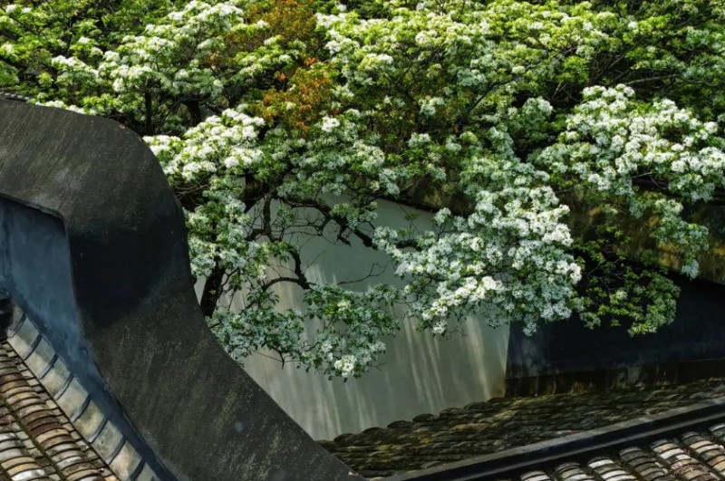 在沈葆桢故居内，如约绽放的百年流苏如雪覆枝，送来沁人心脾的芳香。记者 包华 摄