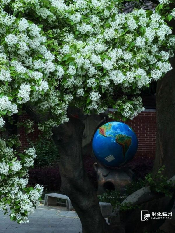 十六中校园内的百年流苏。记者 包华 摄