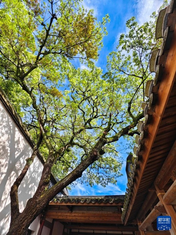 位于福州三坊七巷宫巷沈葆桢故居里的百年流苏树（4月4日摄）。新华社记者 魏培全 摄