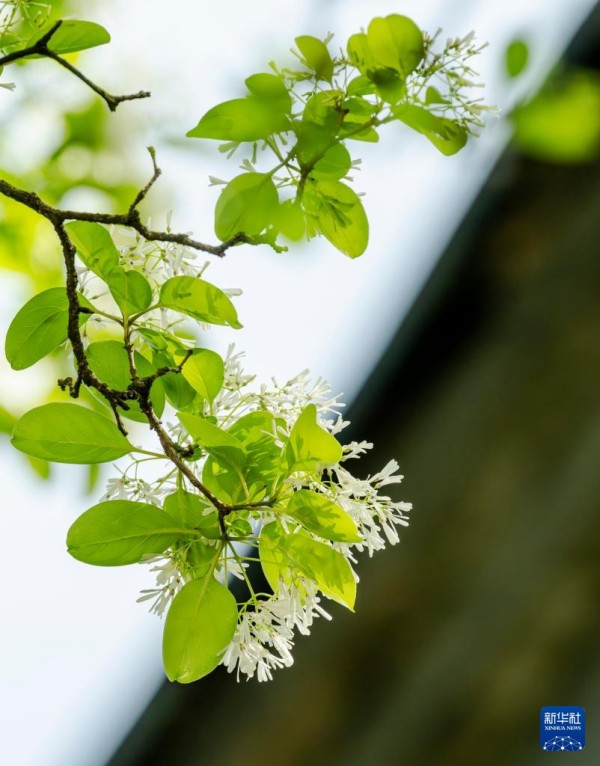 位于福州三坊七巷宫巷沈葆桢故居里的百年流苏树开花（4月4日摄）。新华社记者 魏培全 摄