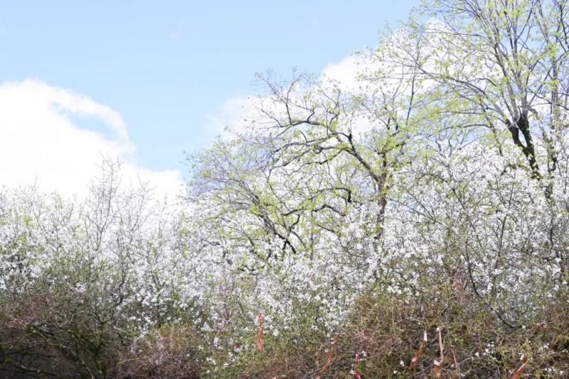 枳壳花洁白似雪。林奥 摄