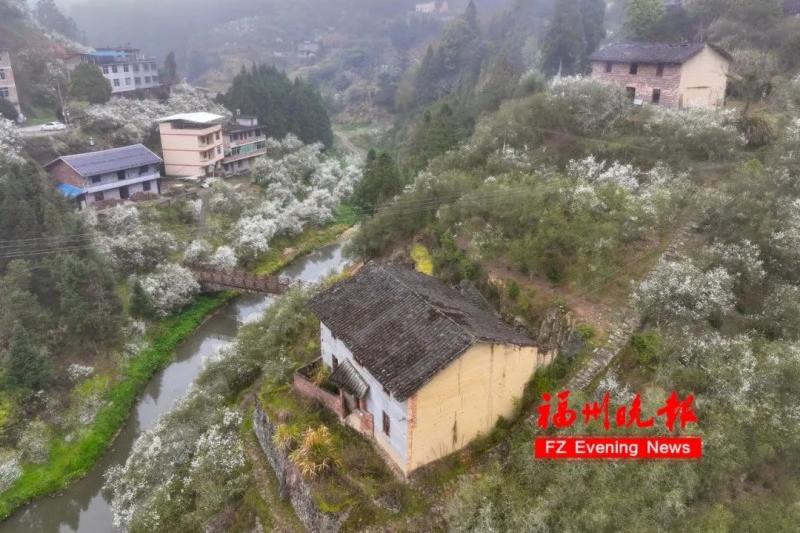 闽侯廷坪乡盘岭村1200余亩枳壳花绽放。记者 池远 摄