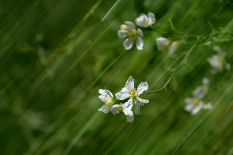 起舞弄清影·枳壳花开。王立强 摄