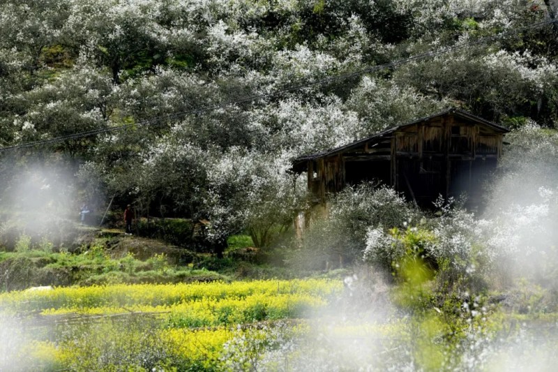 在那枳壳盛开的地方。王立强 摄