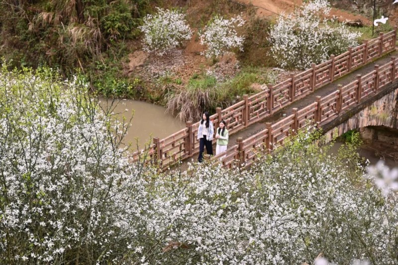 人在“雪”中游，游客观赏枳壳花。林奥 摄。林奥 摄