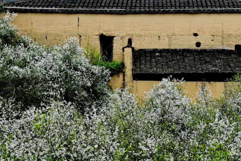 古厝墙外春意浓。王立强 摄