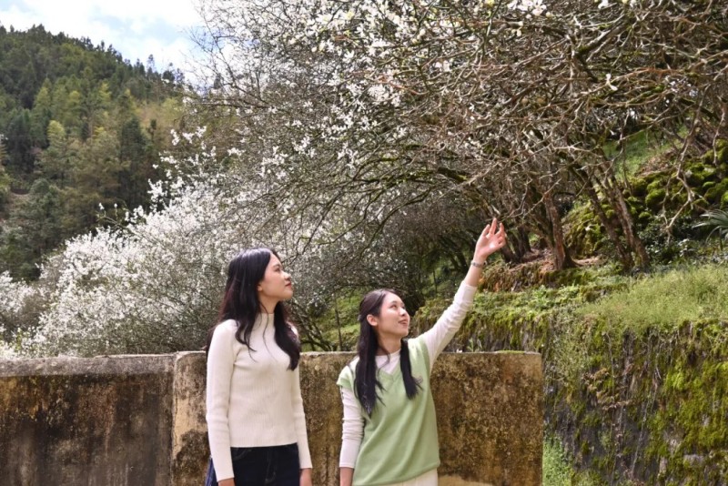 人在“雪”中游，游客观赏枳壳花。林奥 摄。林奥 摄