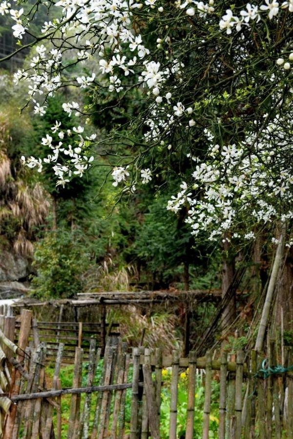 篱上枳花，悠然自得。王立强/摄