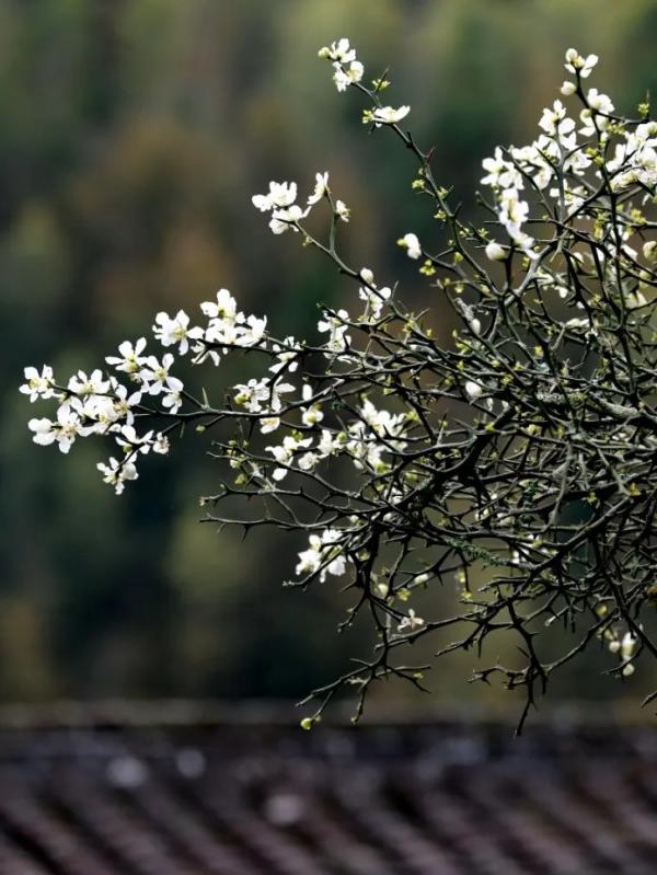 起舞弄清影·枳壳花开。王立强 摄