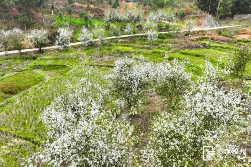 千亩枳壳花如期绽放。记者 池远 摄