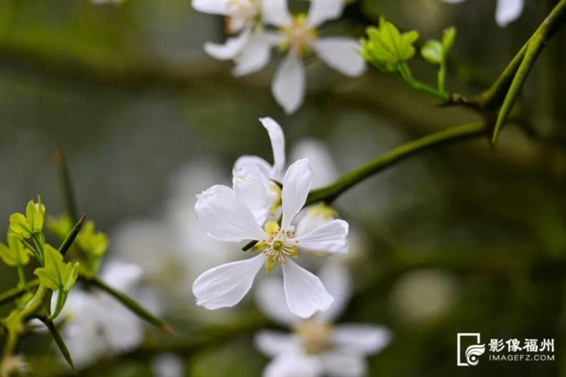 起舞弄清影·枳壳花开。王立强 摄