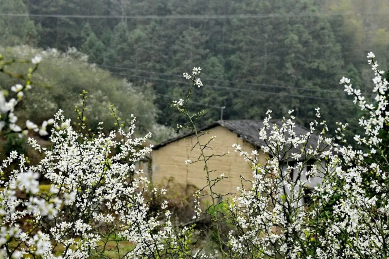 枳壳花盈盈立枝头。王立强 林奥/摄