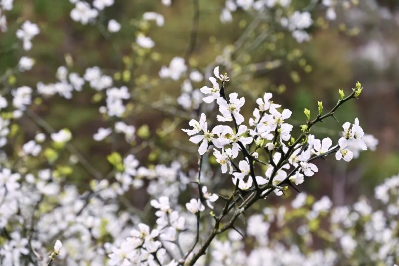 枳壳花盈盈立枝头。王立强 林奥/摄