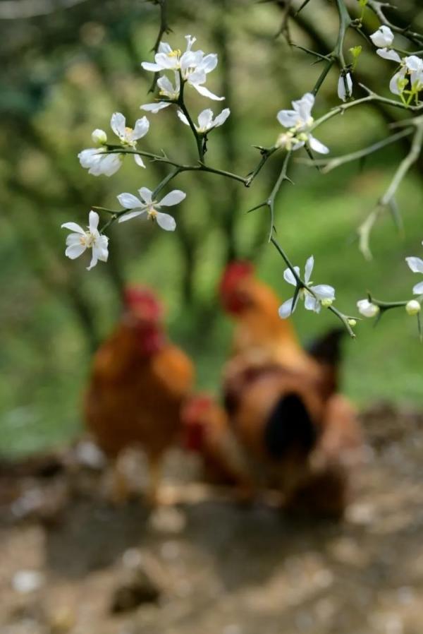 篱上枳花，悠然自得。王立强/摄