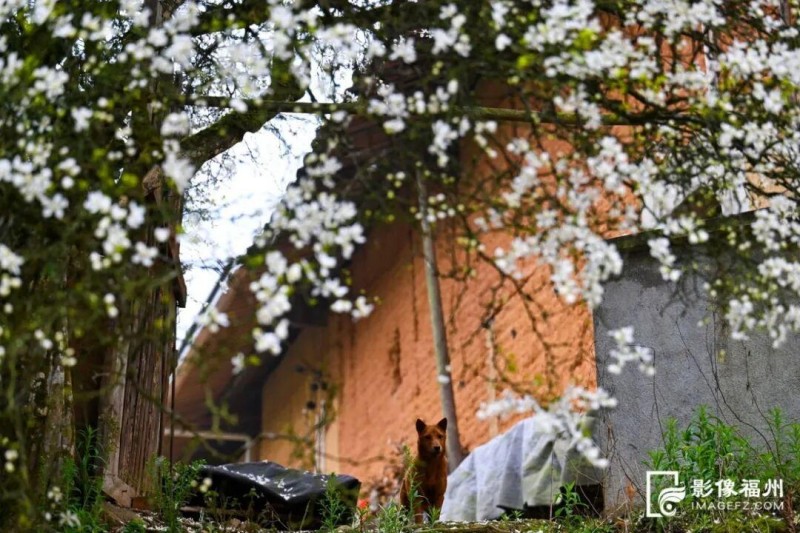 村民们生活在“香雪海”中。记者 池远 摄
