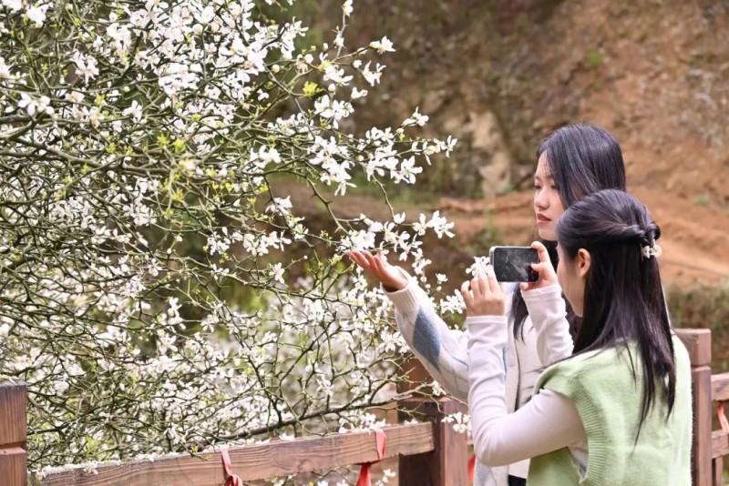 人在“雪”中游，游客观赏枳壳花。林奥 摄。林奥 摄