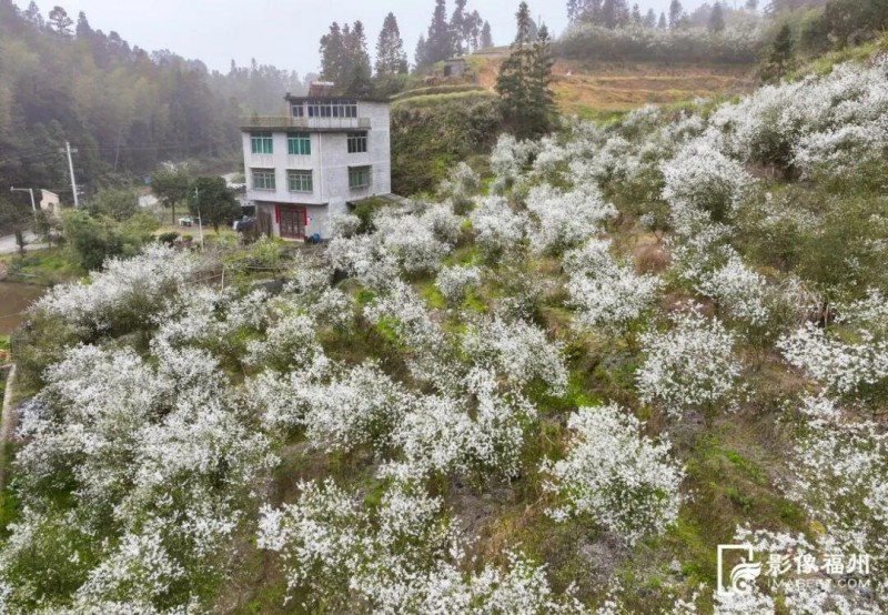 枳壳深处有人家。记者 池远 摄