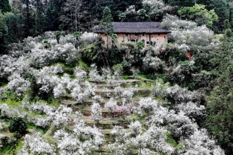 古厝墙外春意浓。邱健丽 摄