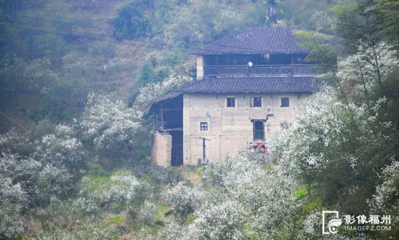 房前屋后，枳壳花飘香。记者 池远 摄