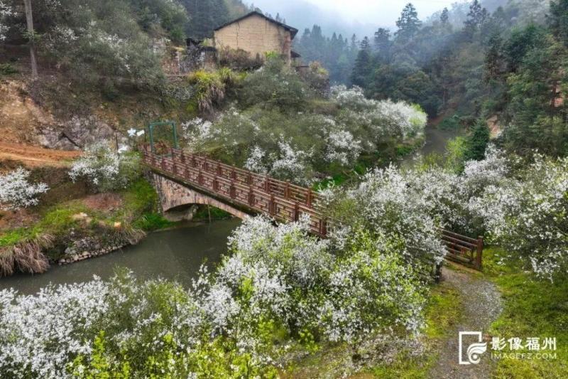 在那枳壳盛开的地方。王立强 摄