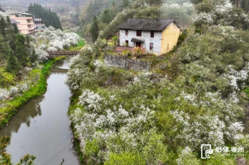枳壳深处有人家。记者 池远 摄