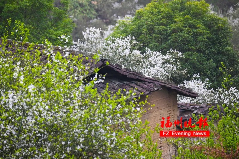 房前屋后，枳壳花飘香。记者 池远 摄