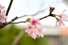 色彩漫步 “收集”春天！感受春光里的泉州