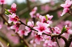 走！去閩清下祝，赴一場春日的“桃”之夭夭