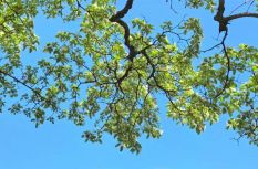 絕美“四月雪”！清明福州城內外百年流蘇開放！