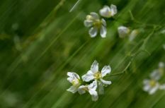 福州閩侯：枳殼花如期綻放 打造夢幻“香雪海”