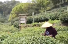 賞花品茶探古韻 春日文旅融合發展繪就多彩畫卷