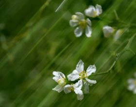福州闽侯：枳壳花如期绽放 打造梦幻“香雪海”