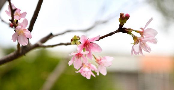 色彩漫步 “收集”春天！感受春光里的泉州