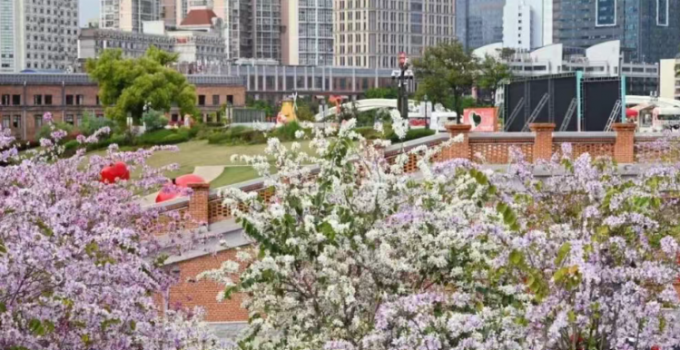 “闽式春天”春意浓！清明假期福建文旅市场持续升温