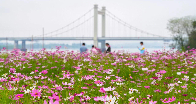 3300㎡粉色花海!福州乌龙江公园波斯菊盛放