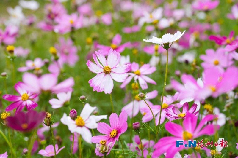 乌龙江公园波斯菊盛开。记者 包华 摄