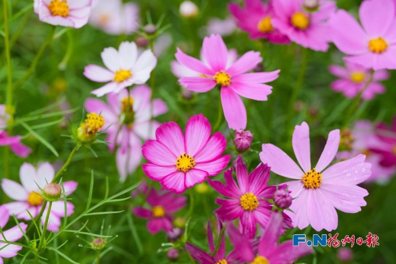 乌龙江公园波斯菊盛开。记者 包华 摄