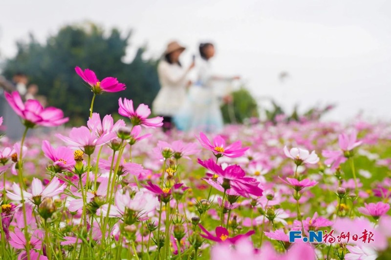 乌龙江公园波斯菊盛开。记者 包华 摄