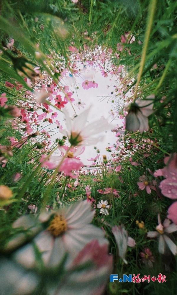 乌龙江公园波斯菊盛开。记者 包华 摄