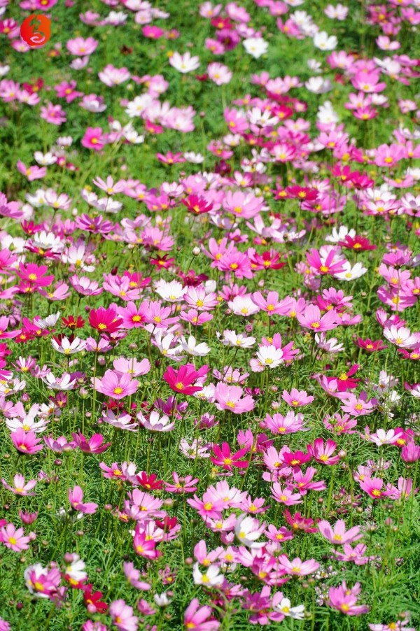 乌龙江公园波斯菊盛开。记者 包华 摄